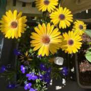 ヒメ日記 2026/04/23 12:03 投稿 ひろこ 五反田・品川おかあさん