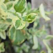 ヒメ日記 2025/08/17 07:43 投稿 わかな 五反田・品川おかあさん