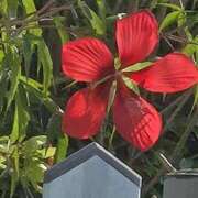 ヒメ日記 2025/09/12 07:33 投稿 わかな 五反田・品川おかあさん