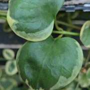 ヒメ日記 2025/11/22 10:23 投稿 わかな 五反田・品川おかあさん