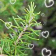 ヒメ日記 2026/01/24 09:23 投稿 わかな 五反田・品川おかあさん