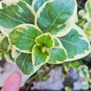 ヒメ日記 2026/02/21 11:13 投稿 わかな 五反田・品川おかあさん