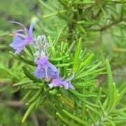 わかな おはようございます 五反田・品川おかあさん