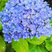 ヒメ日記 2026/06/07 07:33 投稿 わかな 五反田・品川おかあさん