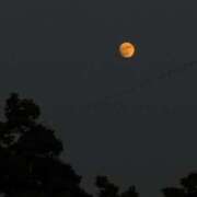 ヒメ日記 2025/07/28 00:26 投稿 瑠花/Ruka VERY（ヴェリィ)