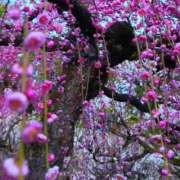 ヒメ日記 2025/03/28 16:59 投稿 まい/Mai VERY（ヴェリィ)