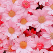 ヒメ日記 2024/12/15 02:21 投稿 赤峰しほ 禁断のメンズエステR-18堺・南大阪店