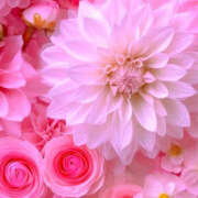 ヒメ日記 2024/12/27 19:33 投稿 赤峰しほ 禁断のメンズエステR-18堺・南大阪店