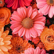 ヒメ日記 2025/02/16 00:06 投稿 赤峰しほ 禁断のメンズエステR-18堺・南大阪店