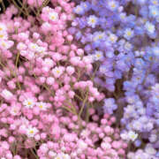 ヒメ日記 2025/03/06 19:33 投稿 赤峰しほ 禁断のメンズエステR-18堺・南大阪店