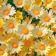 ヒメ日記 2025/03/14 02:12 投稿 赤峰しほ 禁断のメンズエステR-18堺・南大阪店