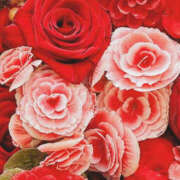 ヒメ日記 2025/03/21 19:33 投稿 赤峰しほ 禁断のメンズエステR-18堺・南大阪店