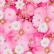 ヒメ日記 2025/03/28 19:36 投稿 赤峰しほ 禁断のメンズエステR-18堺・南大阪店