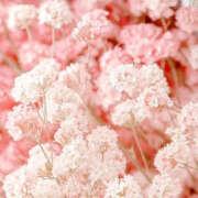 ヒメ日記 2025/04/17 19:36 投稿 赤峰しほ 禁断のメンズエステR-18堺・南大阪店