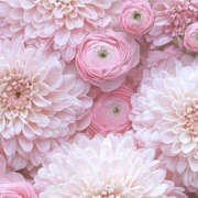 ヒメ日記 2025/04/18 02:21 投稿 赤峰しほ 禁断のメンズエステR-18堺・南大阪店