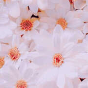 ヒメ日記 2025/04/25 19:36 投稿 赤峰しほ 禁断のメンズエステR-18堺・南大阪店