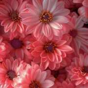 ヒメ日記 2026/03/14 01:44 投稿 赤峰しほ 禁断のメンズエステR-18堺・南大阪店