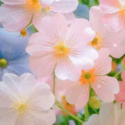 ヒメ日記 2026/03/28 02:24 投稿 赤峰しほ 禁断のメンズエステR-18堺・南大阪店