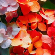 ヒメ日記 2026/04/02 19:34 投稿 赤峰しほ 禁断のメンズエステR-18堺・南大阪店