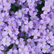 ヒメ日記 2026/04/04 00:54 投稿 赤峰しほ 禁断のメンズエステR-18堺・南大阪店