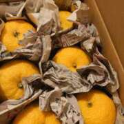 ヒメ日記 2025/11/06 10:50 投稿 りさ スイカ