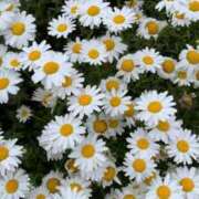 ヒメ日記 2025/04/30 13:00 投稿 君島まりあ 五十路マダム静岡店（カサブランカG）