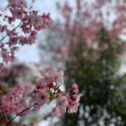 ヒメ日記 2026/04/26 16:19 投稿 さくら 乳首愛撫専門店「五反田シルキータッチ」