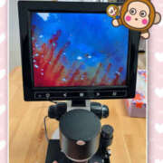 ヒメ日記 2026/02/23 13:09 投稿 よしえ 仙台人妻セレブリティー