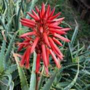 ヒメ日記 2024/12/25 12:15 投稿 寧々 Picasso(ピカソ)