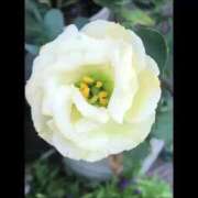 ヒメ日記 2024/12/27 22:26 投稿 寧々 Picasso(ピカソ)