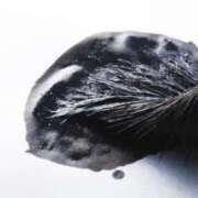 ヒメ日記 2024/12/30 22:06 投稿 寧々 Picasso(ピカソ)