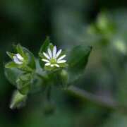 ヒメ日記 2025/01/17 12:15 投稿 寧々 Picasso(ピカソ)