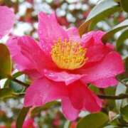 ヒメ日記 2025/01/21 12:15 投稿 寧々 Picasso(ピカソ)