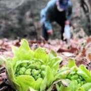 ヒメ日記 2025/01/24 12:32 投稿 寧々 Picasso(ピカソ)