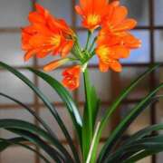 ヒメ日記 2025/01/25 12:31 投稿 寧々 Picasso(ピカソ)