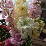 ヒメ日記 2025/01/27 12:15 投稿 寧々 Picasso(ピカソ)