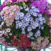 ヒメ日記 2025/02/02 15:00 投稿 寧々 Picasso(ピカソ)