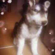 ヒメ日記 2025/02/03 23:56 投稿 寧々 Picasso(ピカソ)