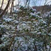 ヒメ日記 2025/02/10 12:15 投稿 寧々 Picasso(ピカソ)