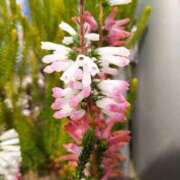 ヒメ日記 2025/02/18 12:15 投稿 寧々 Picasso(ピカソ)