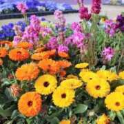 ヒメ日記 2025/02/21 12:15 投稿 寧々 Picasso(ピカソ)