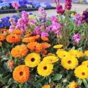 ヒメ日記 2025/02/21 12:28 投稿 寧々 Picasso(ピカソ)