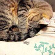 ヒメ日記 2025/02/25 12:15 投稿 寧々 Picasso(ピカソ)