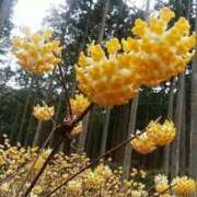 ヒメ日記 2025/02/26 12:15 投稿 寧々 Picasso(ピカソ)