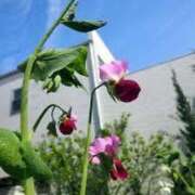 ヒメ日記 2025/03/01 12:26 投稿 寧々 Picasso(ピカソ)