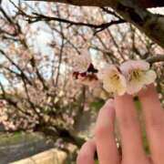 ヒメ日記 2025/03/15 22:16 投稿 寧々 Picasso(ピカソ)