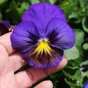 ヒメ日記 2025/03/16 12:28 投稿 寧々 Picasso(ピカソ)