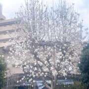 ヒメ日記 2025/03/18 02:47 投稿 寧々 Picasso(ピカソ)