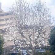 ヒメ日記 2025/03/18 03:06 投稿 寧々 Picasso(ピカソ)