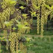 ヒメ日記 2025/03/18 12:15 投稿 寧々 Picasso(ピカソ)